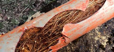 Root Cutting
